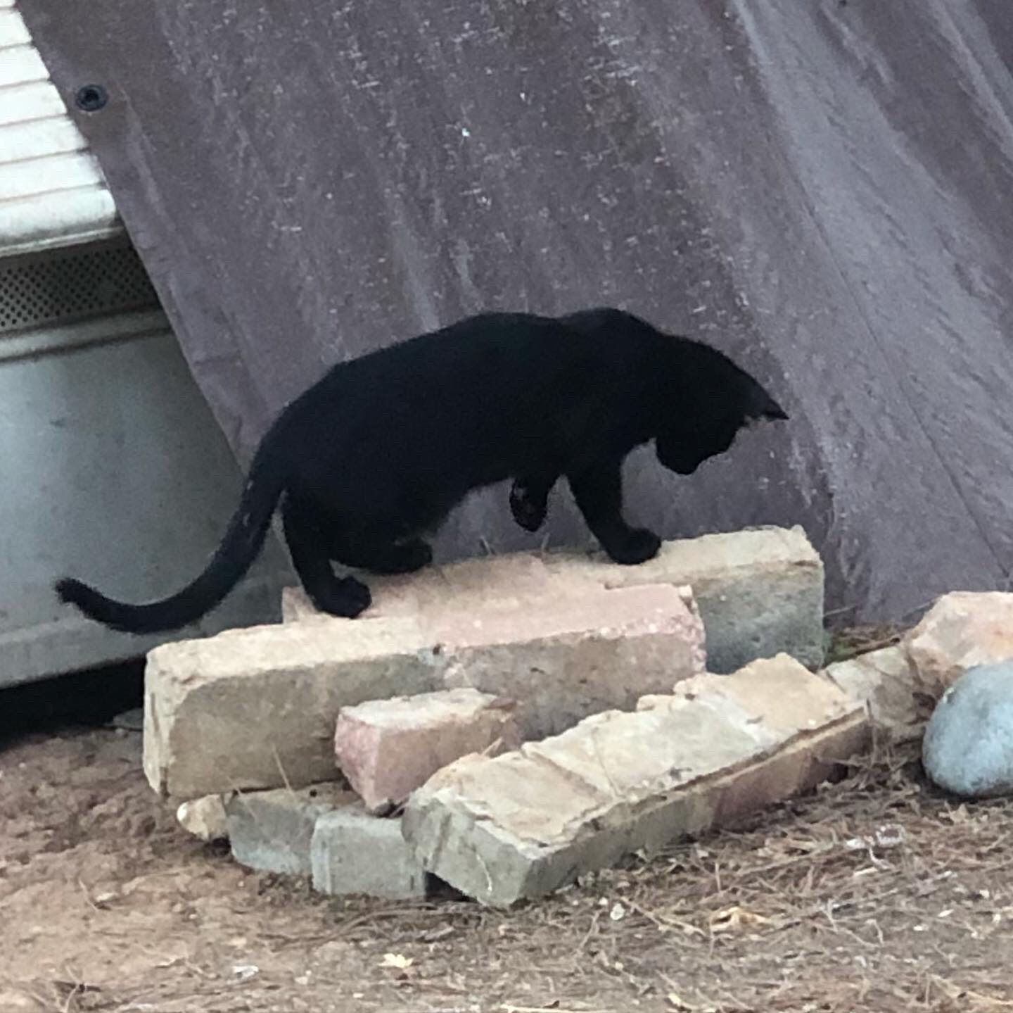 a black cat climbing some bricks