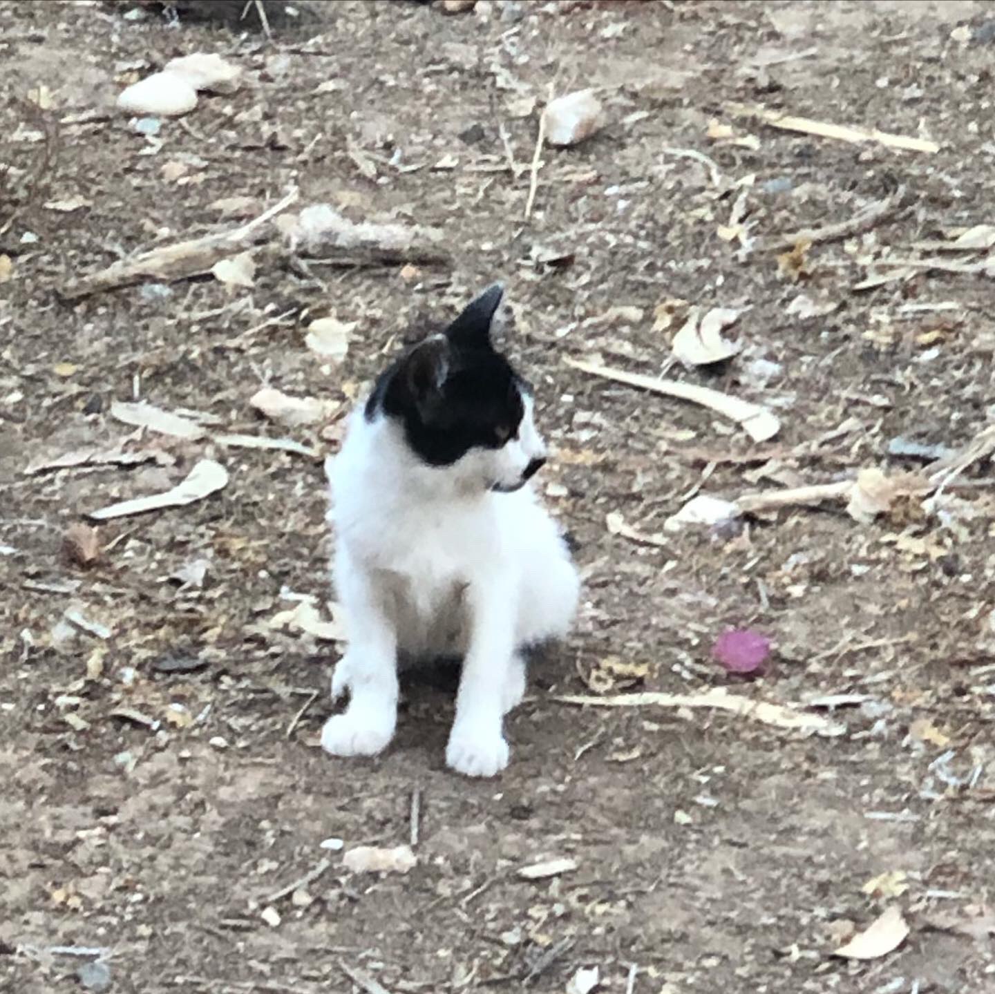 a white cat with black spots sitting on the ground looking at something