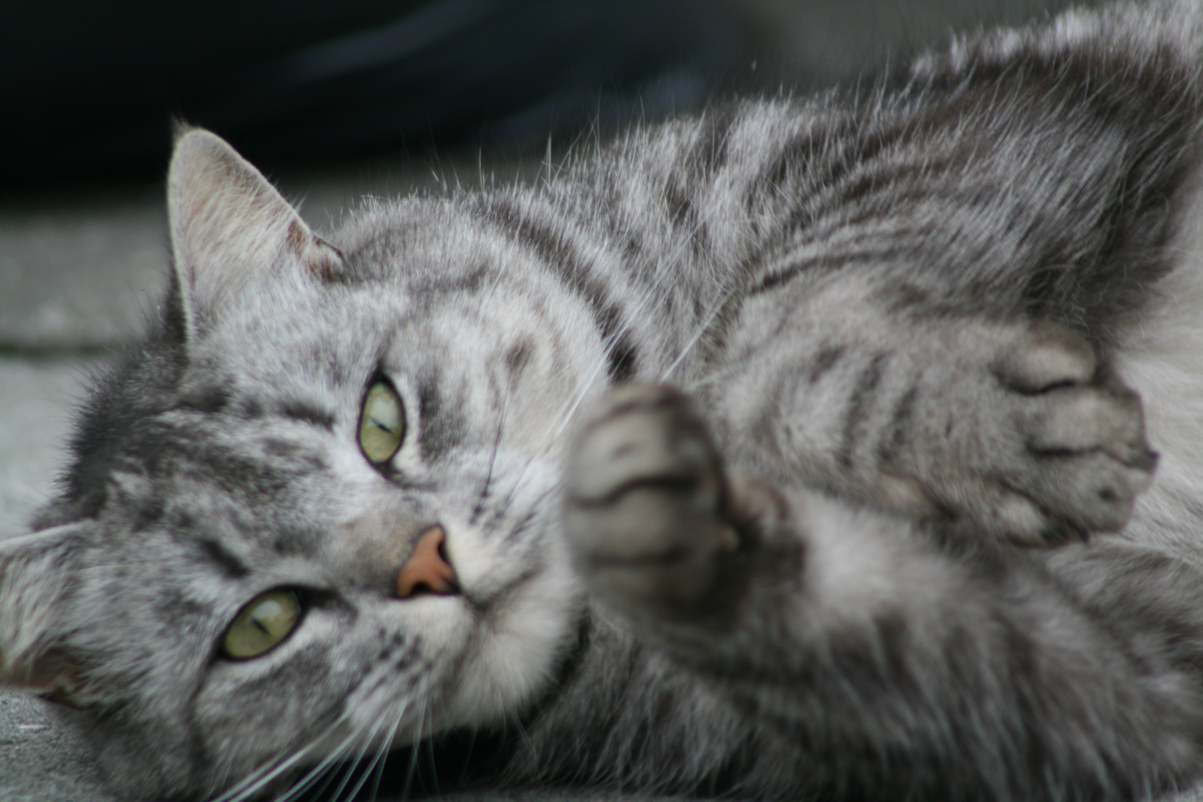 A grey cat looking at the camera