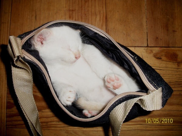 a small white kitten in a bag