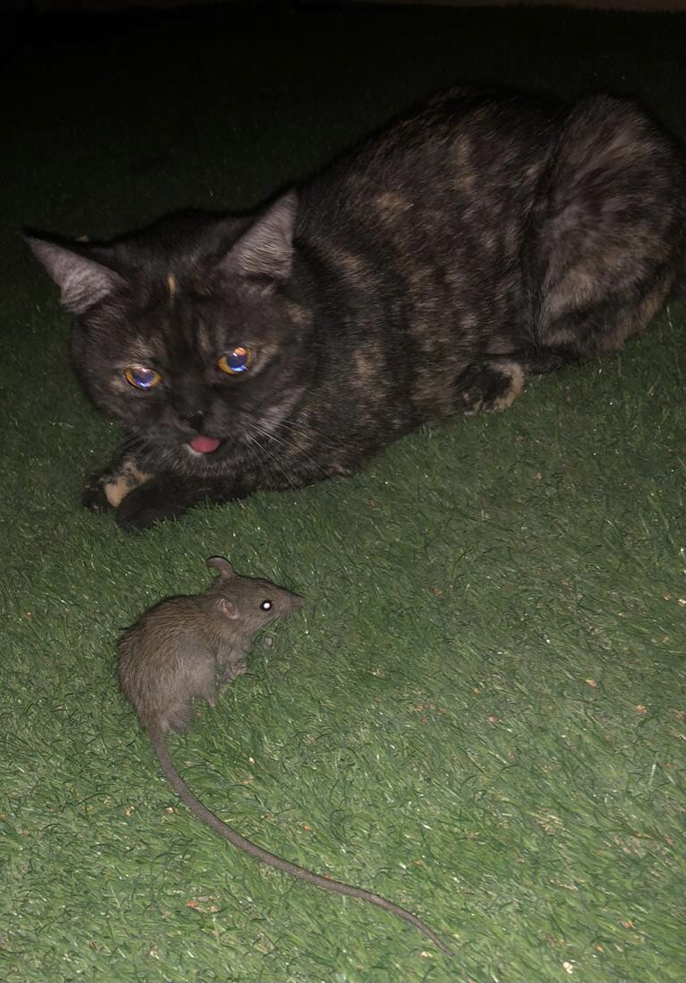 A black cat with orange spots catching a rat
